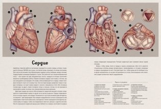 Анатомикум. Энциклопедия для детей фото книги 4