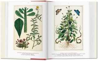 Albertus Seba. Cabinet of Natural Curiosities фото книги 4