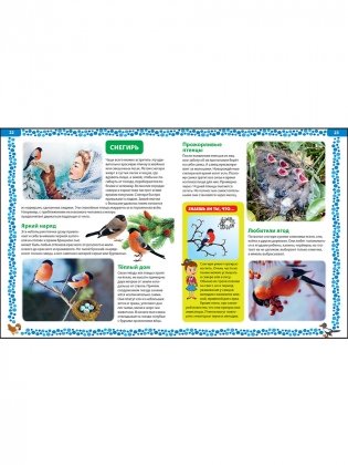 Большая книга о птицах. Иллюстрированная энциклопедия фото книги 3