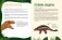 Царство динозавров фото книги маленькое 5