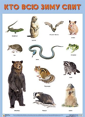 Плакат "Кто всю зиму спит" фото книги