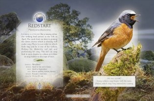 The Little Book of the Dawn Chorus. Sound Book фото книги 2