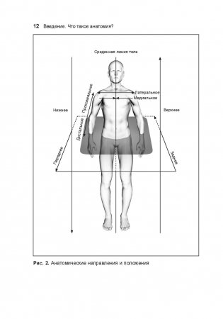 Анатомия тела в движении фото книги 13