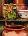 Кощей Бессмертный фото книги маленькое 5