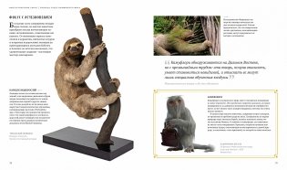 Фантастические твари. Природа чудес волшебного мира фото книги 6