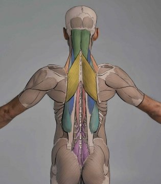 Фигура человека для художника. Большая книга анатомии, референсов и художественных поз фото книги 3