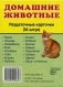 Домашние животные. 16 раздаточных карточек с текстом на русском и английском языках фото книги маленькое 2