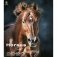 Horses Dreaming (Сны о лошадях). Календарь настенный на пружине на 2020 год фото книги маленькое 2