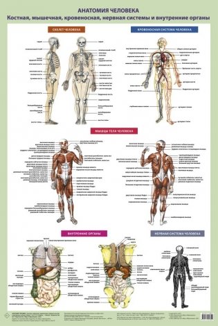 Анатомия человека. Костная, мышечная, кровеносная системы и внутренние органы (в тубусе) фото книги