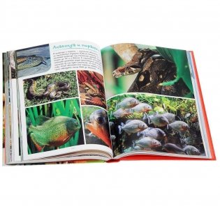 Моя большая книга о животных фото книги 5