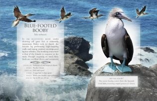 The Little Book of Ocean Animal Sounds фото книги 4