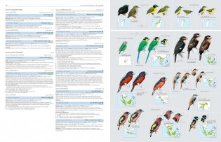 HBW and Birdlife International Illustrated Checklist of the Birds of the World Vol.2 фото книги 3