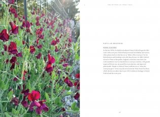 Sweet Pea School: Growing & Arranging the Garden’s Most Romantic Blooms фото книги 8