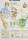 Анатомия человека: болезни и нарушения фото книги маленькое 12