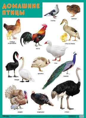 Развивающие плакаты "Домашние птицы" фото книги