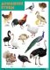 Развивающие плакаты "Домашние птицы" фото книги маленькое 2