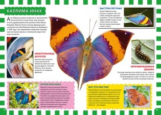 Бабочки. Первая энциклопедия для детей фото книги 2