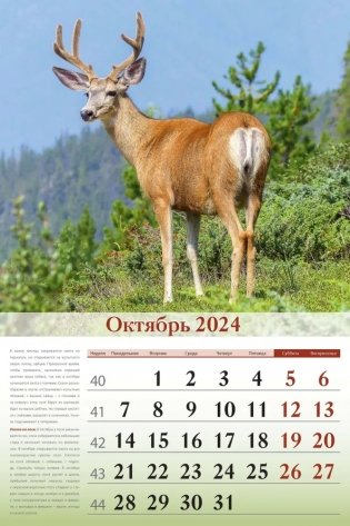 Календарь настенный перекидной на 2024 год "Особенности национальной охоты" (320х480 мм) на гребне с ригелем фото книги 6