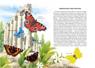 Бабочки. Школьный путеводитель фото книги 2