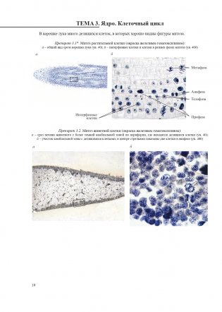 Гистология, цитология и эмбриология. Атлас учебных препаратов фото книги 11