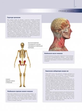 Анатомия человека. Большой популярный атлас фото книги 6