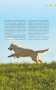 Дрессировка и воспитание собаки (+ DVD) фото книги маленькое 9