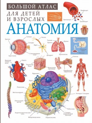 Анатомия фото книги