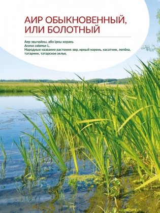 Зеленые лекари. Дикорастущие лекарственные растения Беларуси фото книги 5