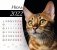 Календарь-домик (евро) "Кошки. Маркет" на 2022 год фото книги маленькое 3