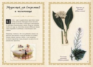 Маленький гримуар ведьмы. Зелья и волшебные травы фото книги 6