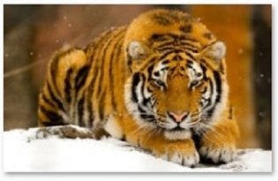 Холст с красками "Рисование по номерам. Амурский тигр", 22х30 см фото книги