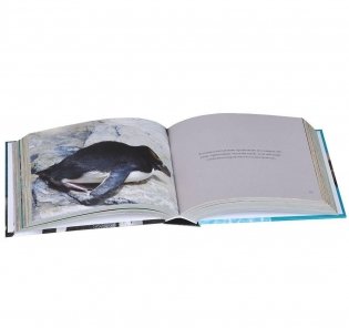 Пингвины. Важные и дружные фото книги 6