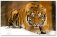 Холст с красками "Рисование по номерам. Амурский тигр", 22х30 см фото книги маленькое 2