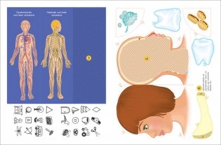 Lapbook. Тело человека. Интерактивная игровая папка фото книги 2