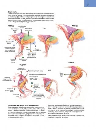 Искусство рисования диких животных. Пособие художника-анималиста. Основы анатомии и скетчинга фото книги 4