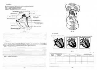 Рабочая тетрадь по учебной дисциплине "Анатомия и физиология человека". Учебное пособие фото книги 4