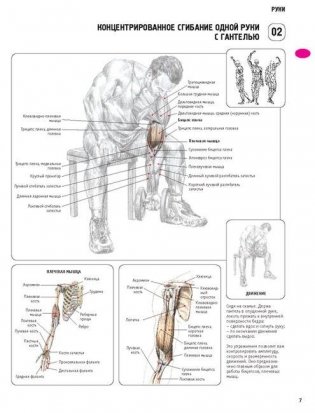 Анатомия силовых упражнений для мужчин и женщин фото книги 6