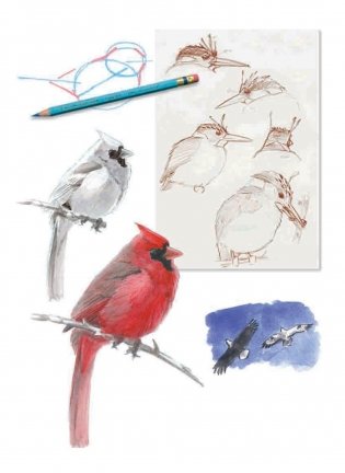 Как рисовать птиц. Руководство фото книги 8