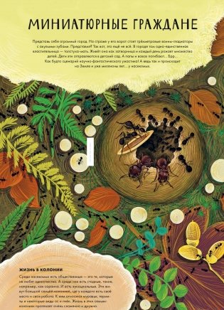 Королевство насекомых. Интерактивная книга с окошками о жизни муравьёв, ос и пчёл фото книги 2