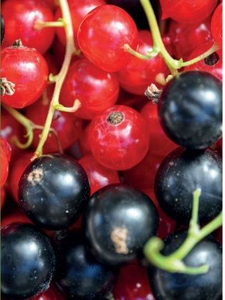 Эти невероятные плоды. Плодово-ягодные и орехоплодные культуры фото книги 5