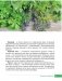 Самая полезная зелень для здоровья от Октябрины Ганичкиной фото книги маленькое 6