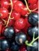 Эти невероятные плоды. Плодово-ягодные и орехоплодные культуры фото книги маленькое 6