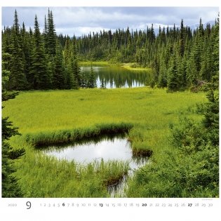 Forest (Лес). Календарь настенный на пружине на 2020 год фото книги 9