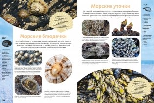 Животные морей и океанов. Большая школьная энциклопедия фото книги 5