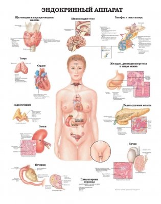 Большой атлас анатомии человека фото книги 7