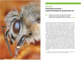 Феномен медоносной пчелы. Биология суперорганизма фото книги 6