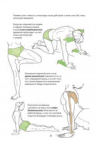 Анатомия йоги. Как работают мышцы фото книги 2
