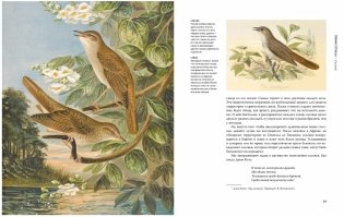 Удивительные птицы фото книги 3