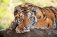 Раскраска на картоне "Тигр", формат A4 фото книги маленькое 2