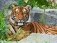 Холст с красками "Задумчивый тигр на камнях", 40х50 см фото книги маленькое 2